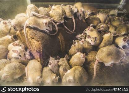 Rats on wood in cell. Many rats