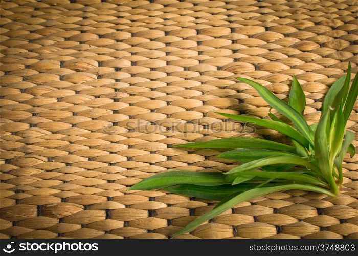 rattan weave texture with plant