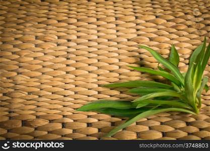 rattan weave texture with plant