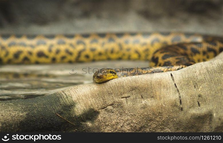 Rattlesnake coiled up in front of an old dead tree stump and looking at the camera in blijdorp rotterdam the netherlands. Rattlesnake coiled up in front of an old dead tree stump and looking at the camera
