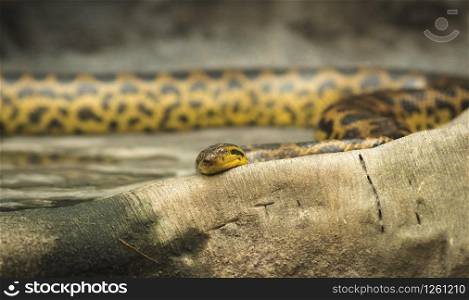 Rattlesnake coiled up in front of an old dead tree stump and looking at the camera in blijdorp rotterdam the netherlands. Rattlesnake coiled up in front of an old dead tree stump and looking at the camera