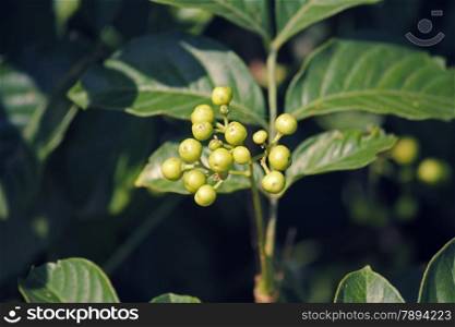 Rauvolfia tetraphylla is a plant in the Apocynaceae family, growing as a bush or small tree. It is commonly known as the devil-pepper or Be still tree.