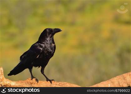 Raven in side view perched on a log&#xA;