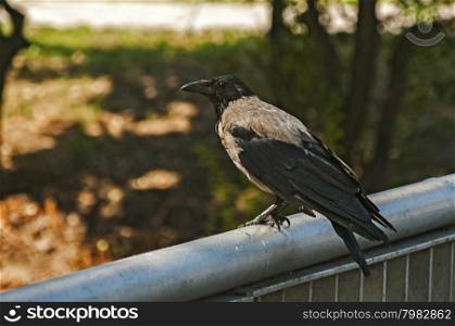 Raven perched on iron railing closeup in autumn