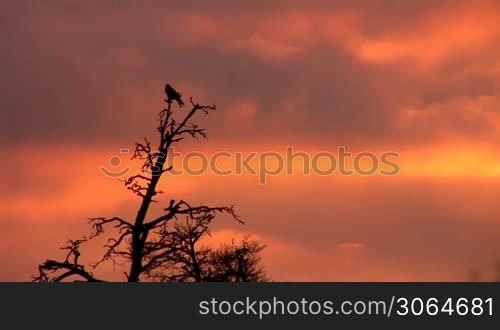 Raven sits at the top of the pines at sunset