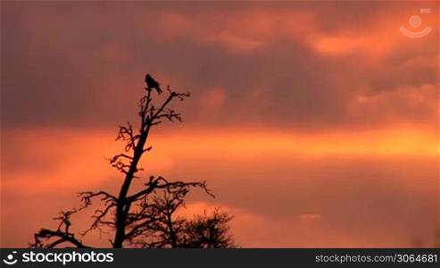 Raven sits at the top of the pines at sunset