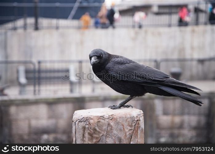 raven sitting on a stone. focus on head.