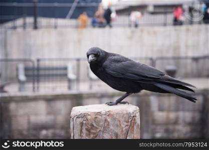 raven sitting on a stone. focus on head.