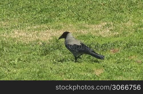 Raven walking on grass