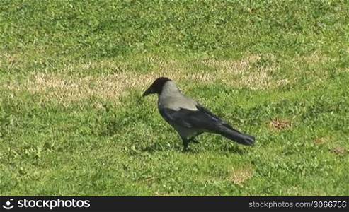 Raven walking on grass