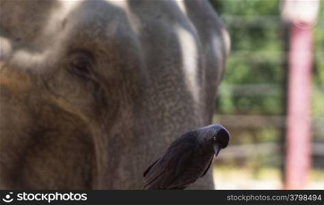 raven with a elephant behind