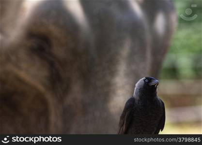 raven with a elephant behind