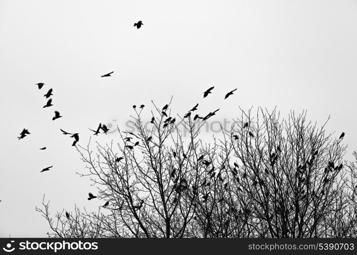 Ravens fly and sit over leafless trees