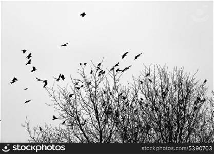 Ravens fly and sit over leafless trees