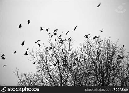 Ravens fly and sit over leafless trees. Ravens on the trees