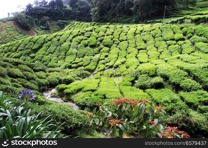 Ravine and tea plantation, Malaysia