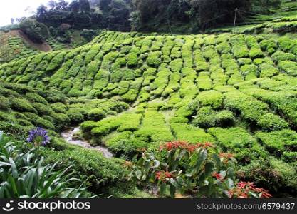 Ravine and tea plantation, Malaysia