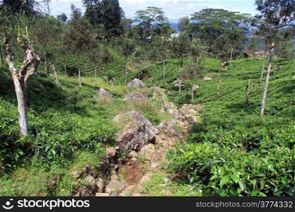 Ravine and tea plantation near Haputale, Sri Lanka