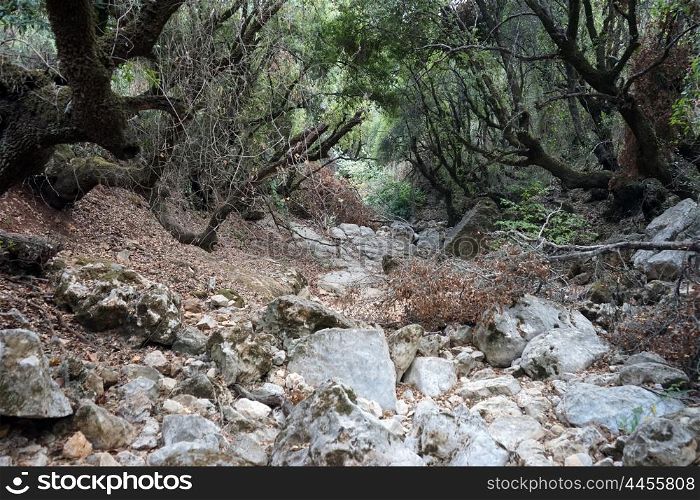 Ravine with trees in Israel