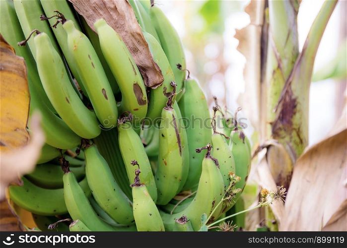 Raw banana on tree in farm with the sunlight.