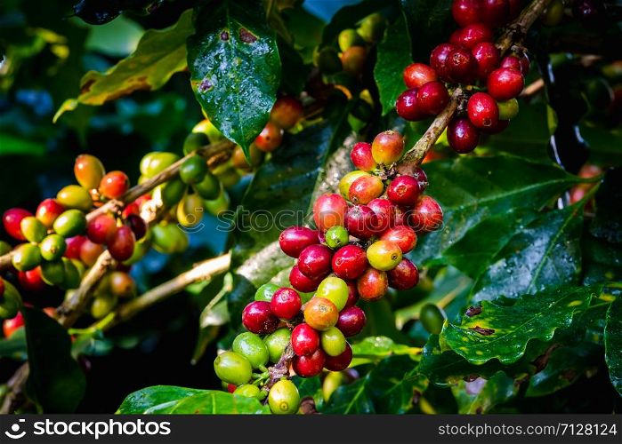 raw coffee beans and green leaves in the rain season at agricultural area farmland chiang rai thailand