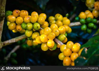raw coffee beans and green leaves in the rain season at agricultural area farmland chiang rai thailand