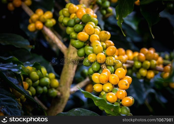 raw coffee beans and green leaves industry agriculture natural on mountain farmland and sport focus objective blur background at doi chiang rai Thailand