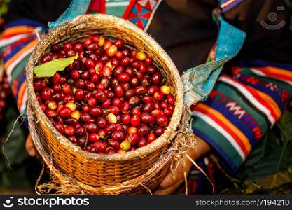 raw coffee beans in basket and holding hand farmers angle view shot selective focus