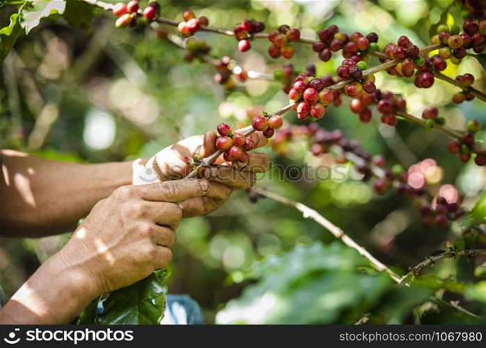 raw coffee beans red purple orange green pink and green leaves and holding hand farmer at Agricultural area on the mountain chiang rai Thailand
