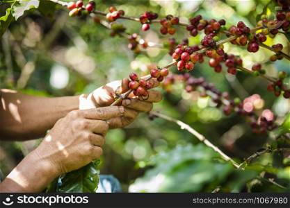 raw coffee beans red purple orange green pink and green leaves and holding hand farmer at Agricultural area on the mountain chiang rai Thailand