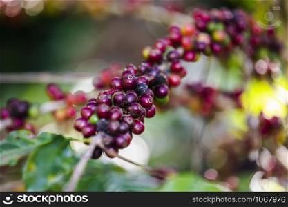 raw coffee beans red purple orange green pink and green leaves at Agricultural area on the mountain chiang rai Thailand