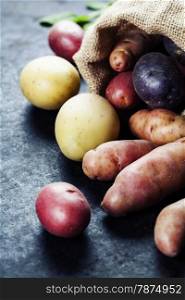 Raw colorful potatoes in burlap bag