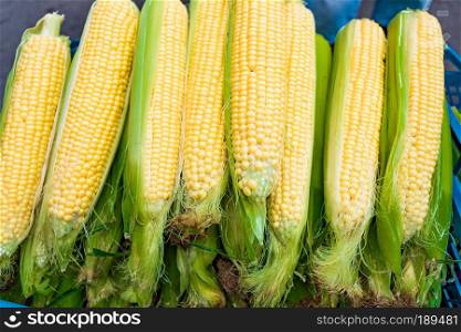 Raw corn in market