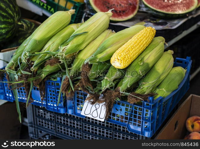 Raw corn in the market shelf. Corn covered with leaves. Organic food concept.