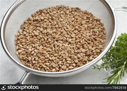 Raw Farro grains in a kitchen sieve