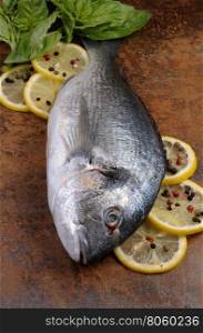 Raw fish Dorado with basil, lemon slices on the table