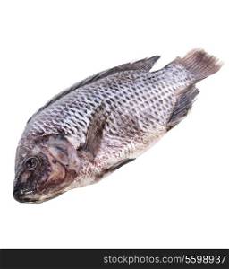 Raw Fish Isolated On White Background
