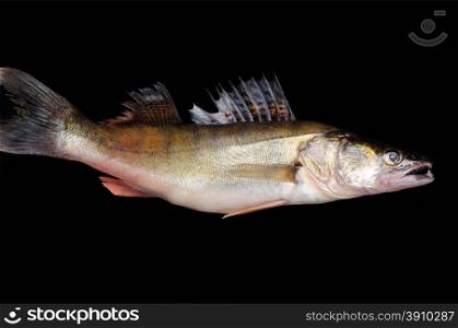 Raw fish pike perch in hands on a black background