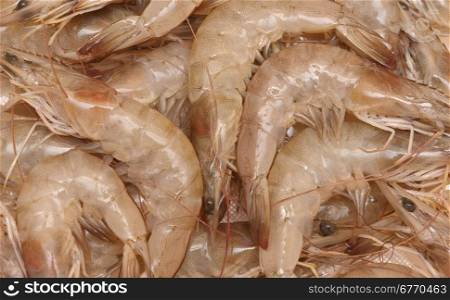 raw fresh shrimps
