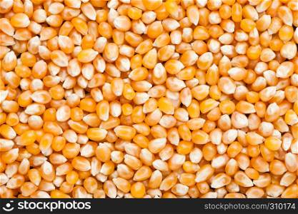 Raw golden sweet corn popcorn grain seeds texture background