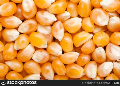 Raw golden sweet corn popcorn grain seeds texture macro