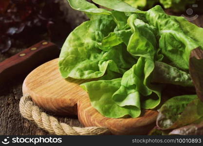 Raw green organic butter lettuce ready to chop on cutting board with knife .. Raw green organic butter lettuce ready to chop on cutting board with knife