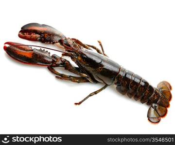 Raw Lobster , Close Up On White Background