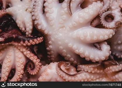 raw octopus wallpaper. High resolution photo. raw octopus wallpaper. High quality photo