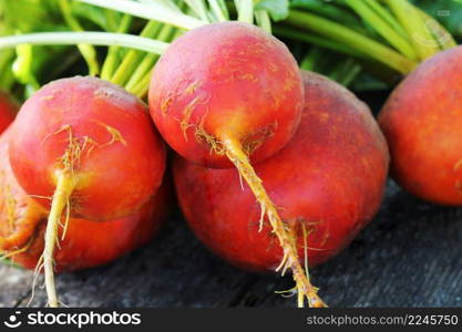 Raw organic golden beets on rustic wooden background .. Raw organic golden beets on rustic wooden background