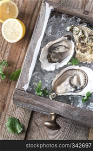 Raw oysters in the wooden box