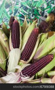 Raw purple corn on green background, stock photo