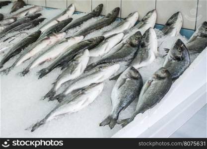 Raw sea bream and bass fish on ice in a fishing shop.