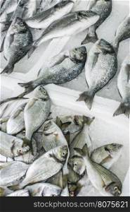 Raw sea bream fish on ice in a fishing shop.