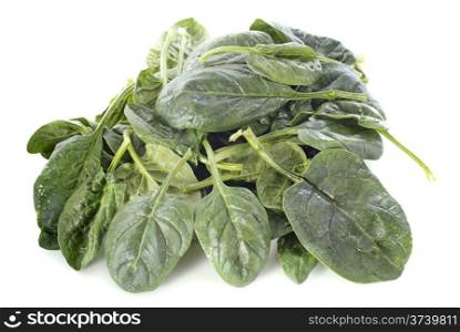 raw spinach in front of white background